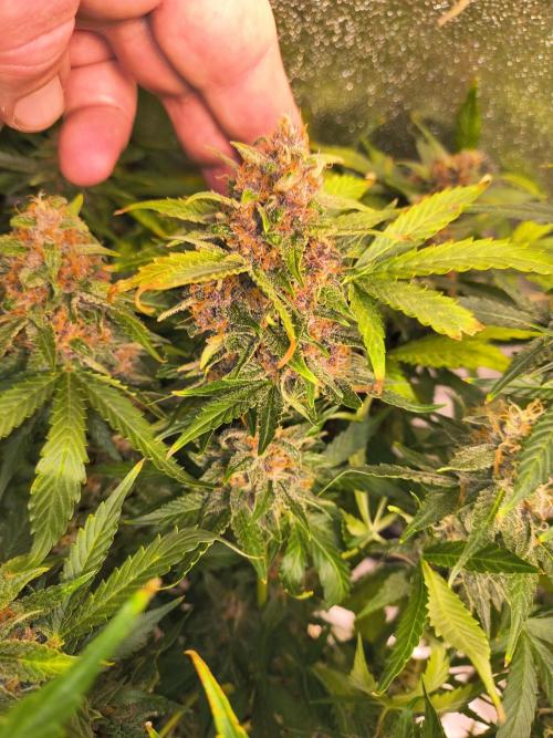 Krazy K's Purple Strawberry Cheesecake. Week 8