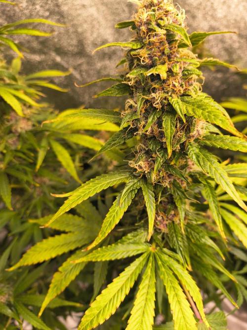 Krazy K's Purple Strawberry Cheesecake. Week 8