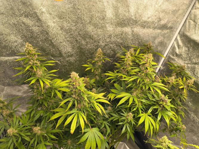 Krazy K's Purple Strawberry Cheesecake. Week 8