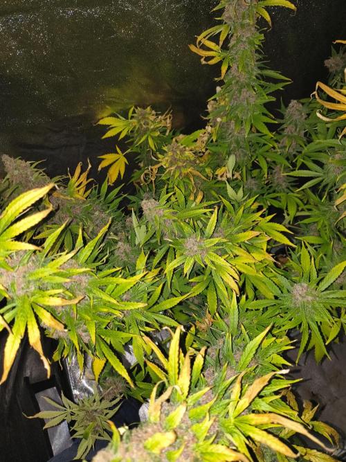 Krazy K's Purple Strawberry Cheesecake. Week 9