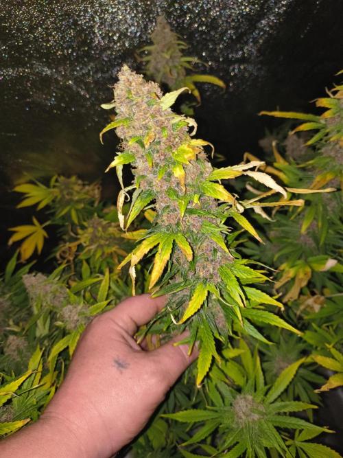 Krazy K's Purple Strawberry Cheesecake. Week 9