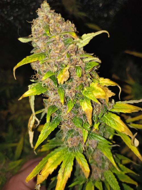 Krazy K's Purple Strawberry Cheesecake. Week 9
