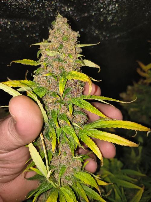 Krazy K's Purple Strawberry Cheesecake. Week 9