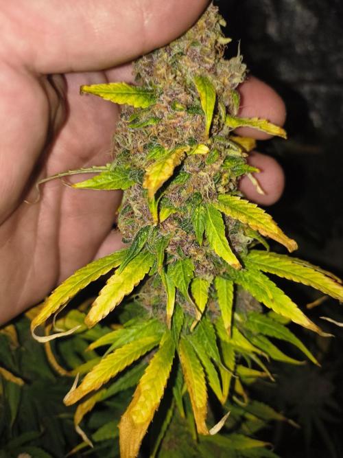 Krazy K's Purple Strawberry Cheesecake. Week 9