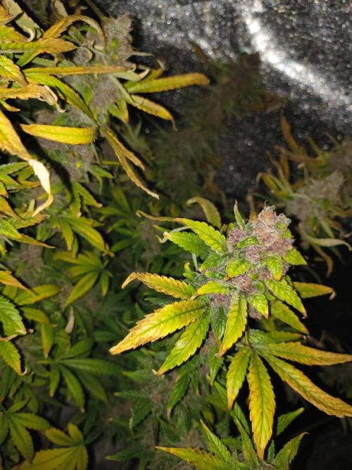 Krazy K's Purple Strawberry Cheesecake. Week 9