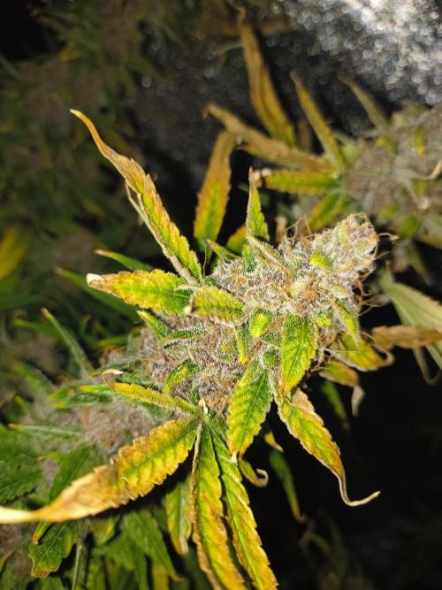 Krazy K's Purple Strawberry Cheesecake. Week 9