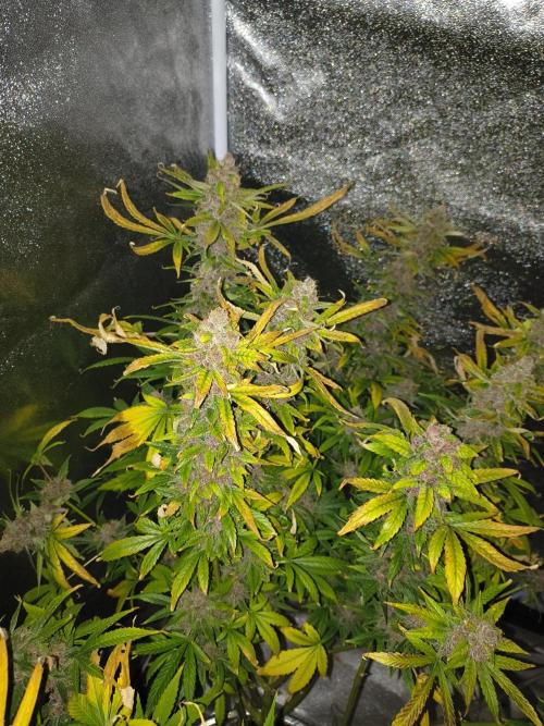Krazy K's Purple Strawberry Cheesecake. Week 9