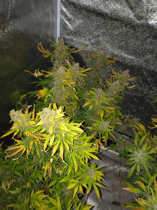 Krazy K's Purple Strawberry Cheesecake. Week 9