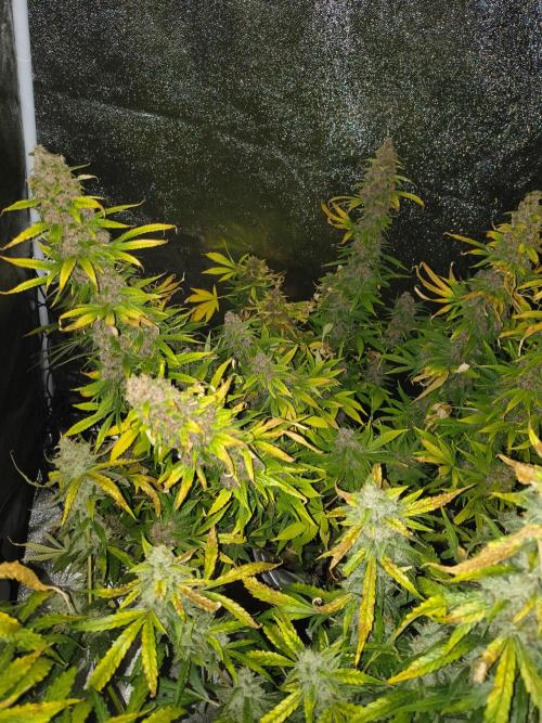 Krazy K's Purple Strawberry Cheesecake. Week 9