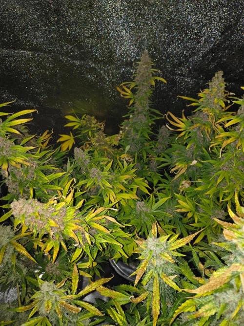 Krazy K's Purple Strawberry Cheesecake. Week 9