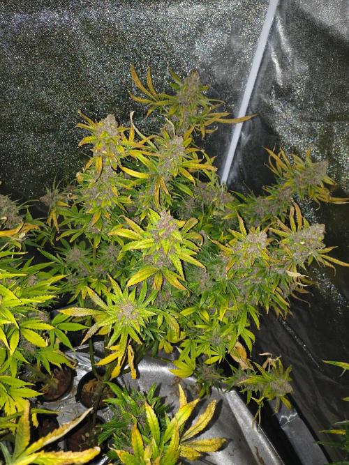 Krazy K's Purple Strawberry Cheesecake. Week 9