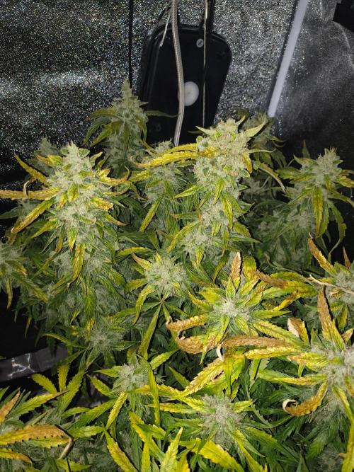 Peach Crescendos Ethos Genetics. Week 9
