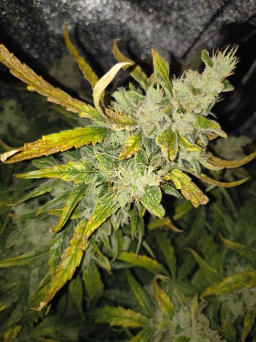 Peach Crescendos Ethos Genetics. Week 9