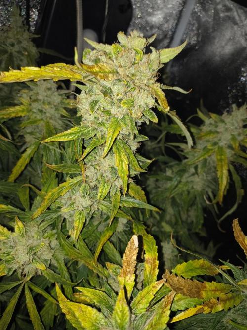 Peach Crescendos Ethos Genetics. Week 9