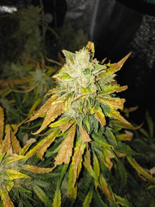 Peach Crescendos Ethos Genetics. Week 9