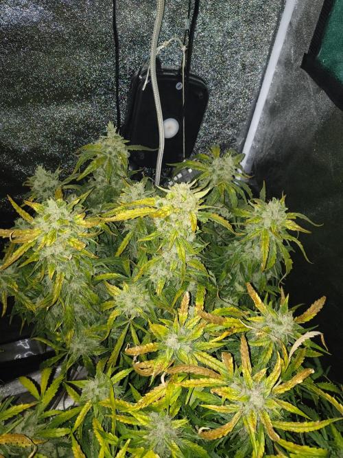 Peach Crescendos Ethos Genetics. Week 9