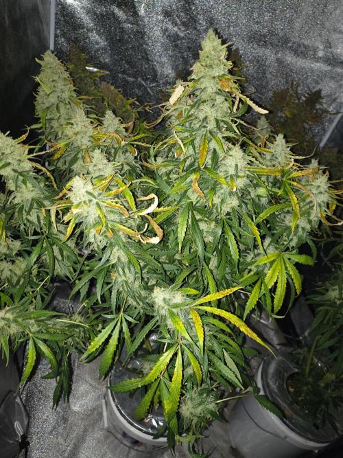 Peach Crescendos Ethos Genetics. Week 9