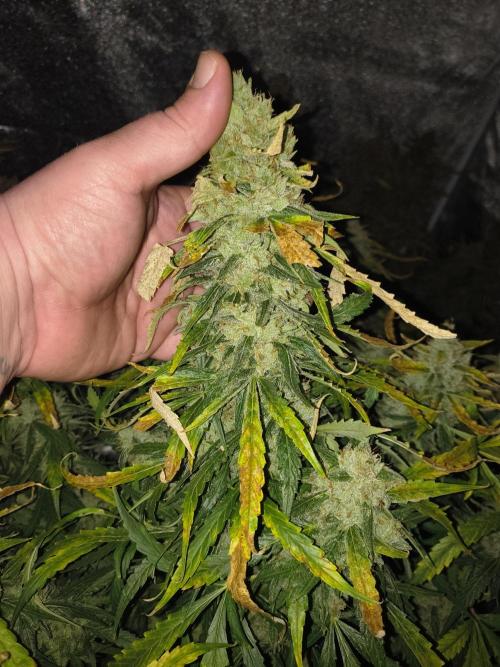 Peach Crescendos Ethos Genetics. Week 9