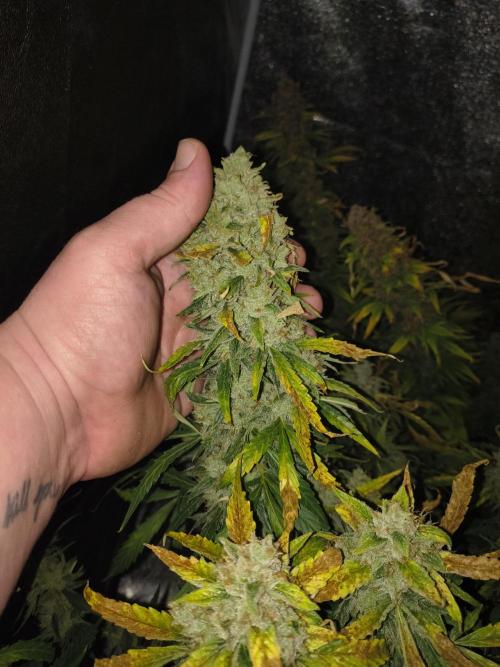 Peach Crescendos Ethos Genetics. Week 9