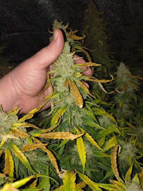 Peach Crescendos Ethos Genetics. Week 9