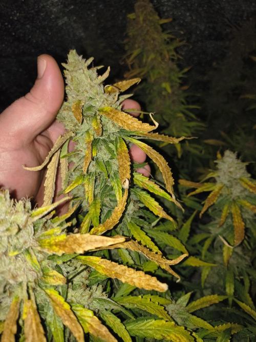 Peach Crescendos Ethos Genetics. Week 9