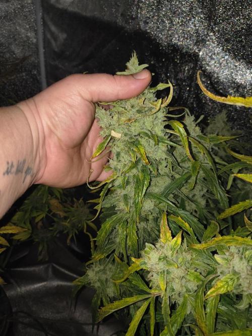 Peach Crescendos Ethos Genetics. Week 9