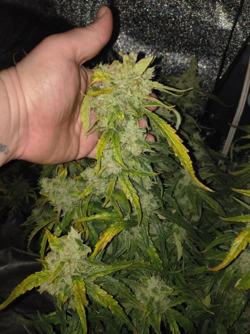Peach Crescendos Ethos Genetics. Week 9