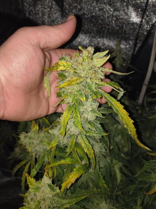 Peach Crescendos Ethos Genetics. Week 9