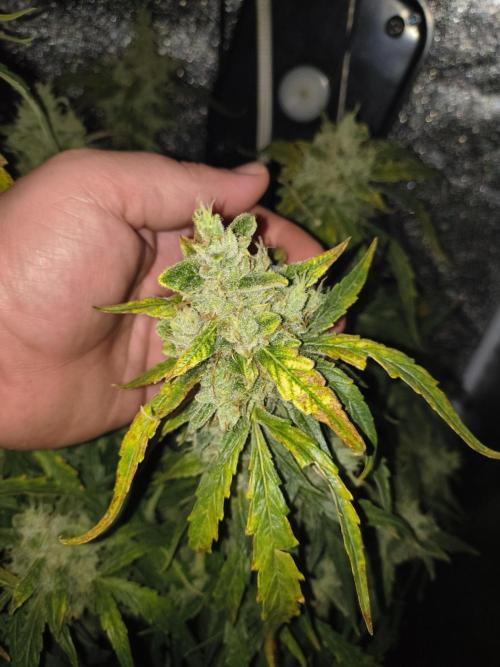 Peach Crescendos Ethos Genetics. Week 9