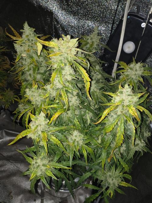 Peach Crescendos Ethos Genetics. Week 9