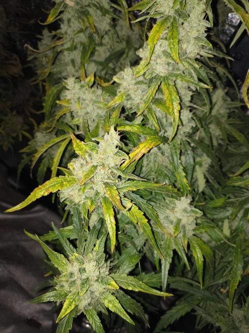 Peach Crescendos Ethos Genetics. Week 9