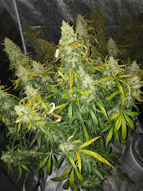 Peach Crescendos Ethos Genetics. Week 9
