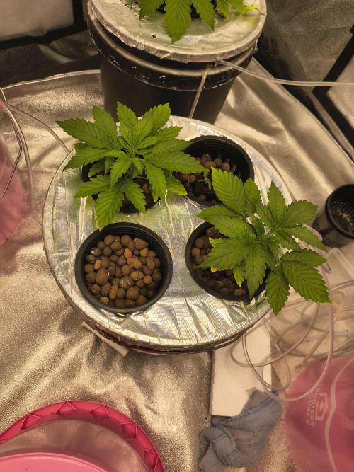 Multi strain hydroponic grow. Week 2