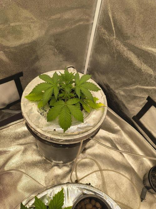 Multi strain hydroponic grow. Week 2