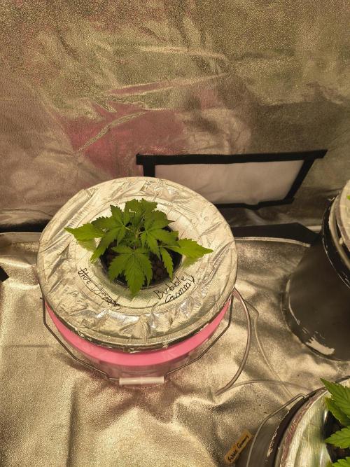 Multi strain hydroponic grow. Week 2