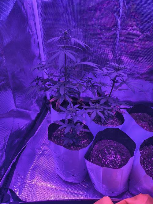 Multi strain cross breeding grow. Week 2