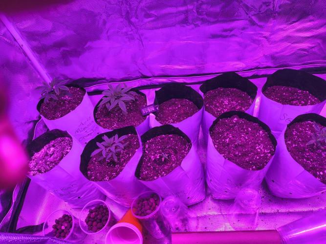 Multi strain cross breeding grow. Week 2