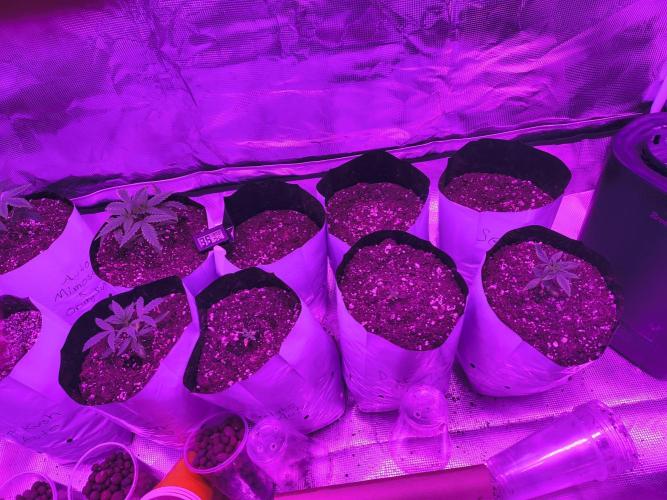Multi strain cross breeding grow. Week 2
