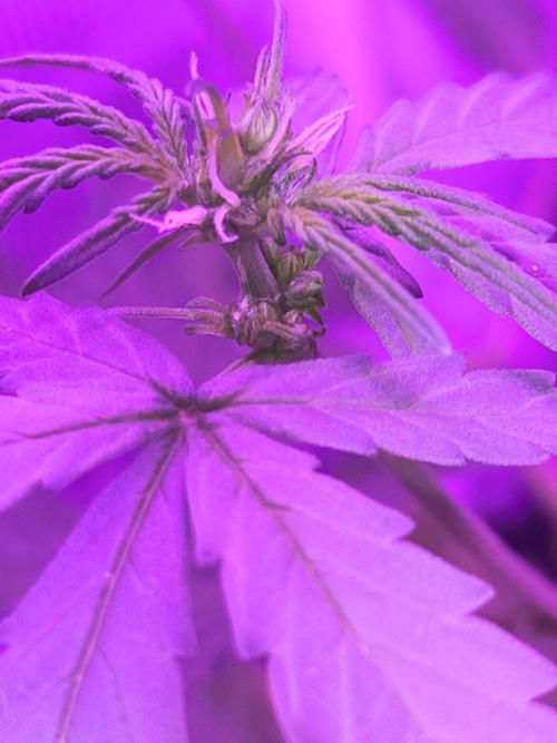 Multi strain cross breeding grow. Week 3