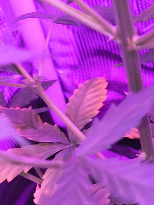 Multi strain cross breeding grow. Week 3