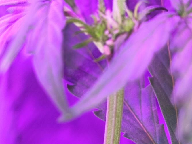 Multi strain cross breeding grow. Week 3