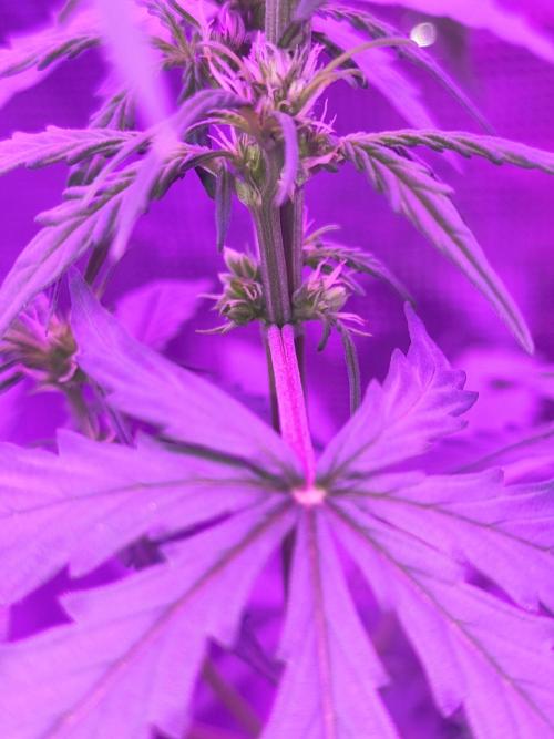 Multi strain cross breeding grow. Week 3