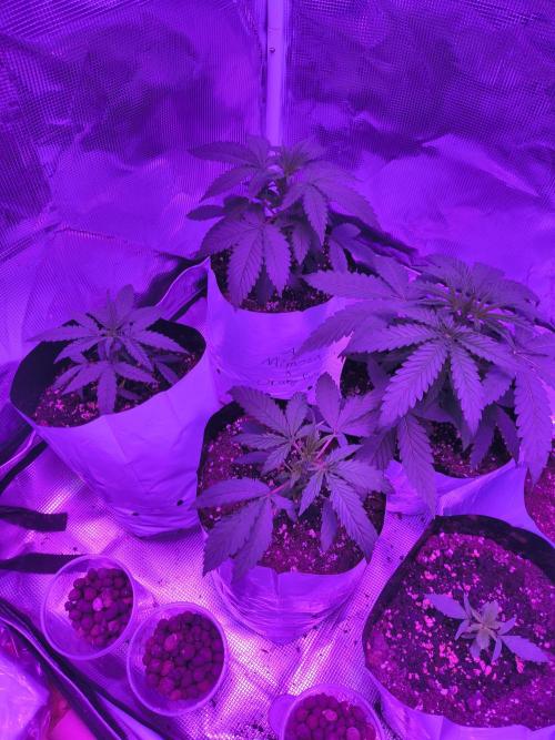 Multi strain cross breeding grow. Week 3