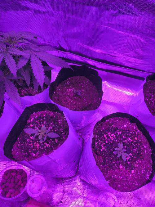 Multi strain cross breeding grow. Week 3