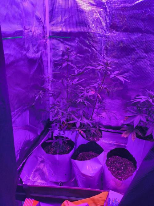 Multi strain cross breeding grow. Week 3