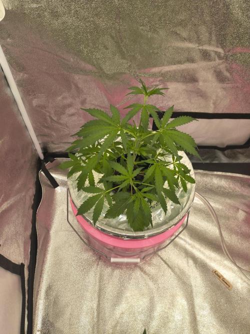 Multi strain hydroponic grow. Week 3