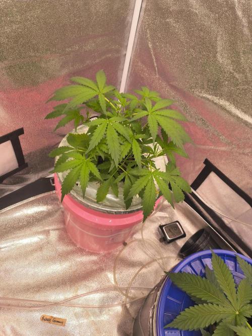Multi strain hydroponic grow. Week 3
