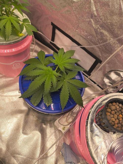 Multi strain hydroponic grow. Week 3