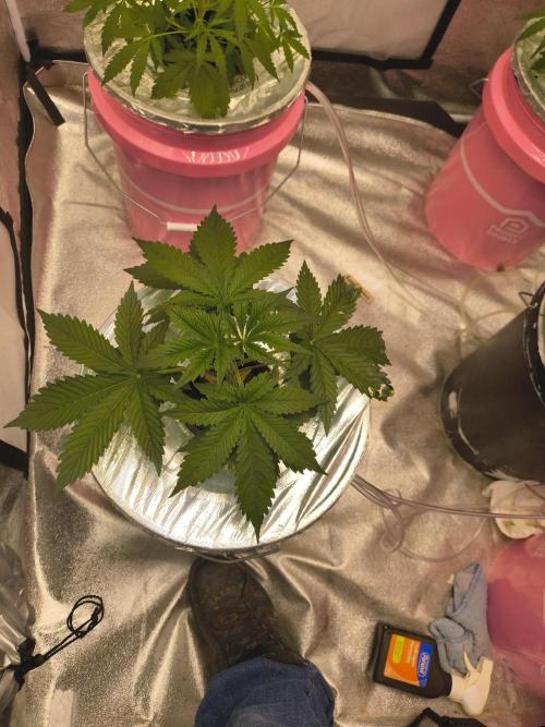 Multi strain hydroponic grow. Week 3