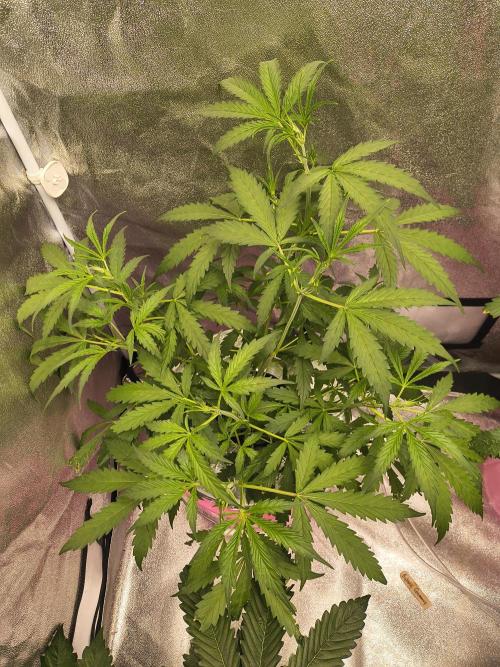Multi strain hydroponic grow. Week 4 - Bubble gummy @Ethos doing amazing 